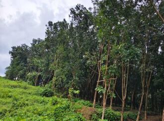 Residential Land for Sale in Palakkad, Mannarkkad, Mannarkad