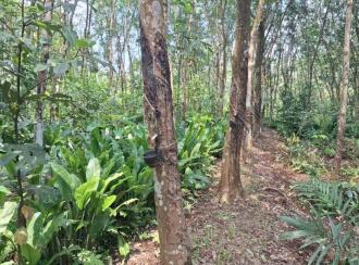 Agricultural Land for Sale in Kollam, Sasthamcotta, Kunnathoor, Panamthoppu