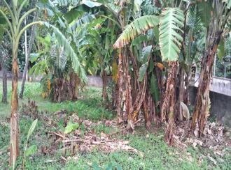 Residential Land for Sale in Trivandrum, Thiruvananthapuram, Medical College, Elanjimoodu Lane Murinjapalam