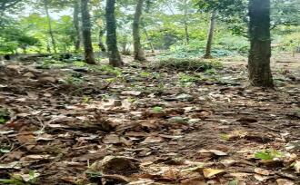 Residential Land for Sale in Kottayam, Kuruppanthara, Kuruppanthara, Opp Toddy Shop, Kuruppanthara, Kottayam
