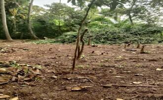 Residential Land for Sale in Kottayam, Kuruppanthara, Kuruppanthara, Opp Toddy Shop, Kuruppanthara, Kottayam