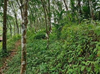 Residential Land for Sale in Pathanamthitta, Kozhencherry, Mekozhoor