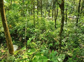 Residential Land for Sale in Pathanamthitta, Kozhencherry, Mekozhoor