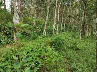 Residential Land for Sale in Pathanamthitta, Kozhencherry, Mekozhoor
