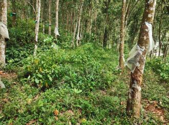 Residential Land for Sale in Pathanamthitta, Kozhencherry, Mekozhoor