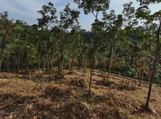 Agricultural Land for SalePathanamthitta, Ranni, Vechoochira