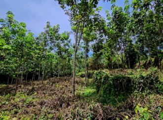 Residential Land for Sale in Kottayam, Pala, Kadaplamattom
