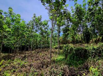 Residential Land for Sale in Kottayam, Pala, Kadaplamattom