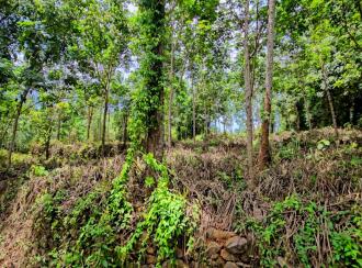 Residential Land for Sale in Kottayam, Pala, Kadaplamattom