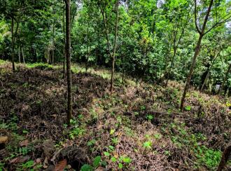 Residential Land for Sale in Kottayam, Pala, Kadaplamattom