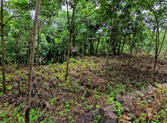 Residential Land for Sale in Kottayam, Pala, Kadaplamattom