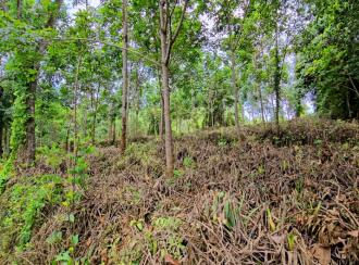 Residential Land for Sale in Kottayam, Pala, Kadaplamattom