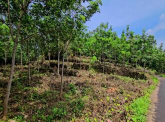 Residential Land for Sale in Kottayam, Pala, Kadaplamattom