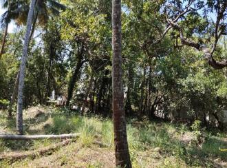 Residential Land for SaleKannur, Thalassery, Thalassery town