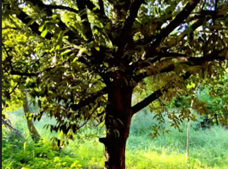 Residential Land for Sale in Thrissur, Koratty, Chirangara