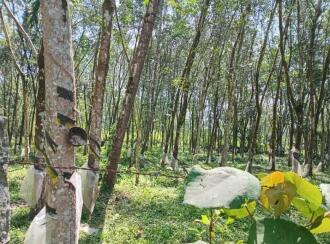 Residential Land, Pathanamthitta