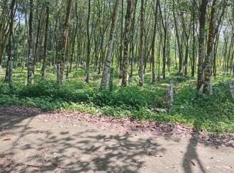 Residential Land for Sale in Pathanamthitta, Adoor, Kadampanadu, kadampanadu