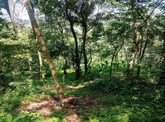 Residential Land for Sale in Kasargod, East eleri, Kamballur, St Alphonsa Church,Kamballur