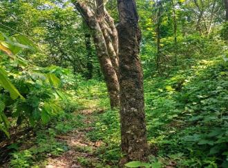 Residential Land for Sale in Kasargod, East eleri, Kamballur, St Alphonsa Church,Kamballur