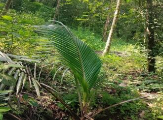 Residential Land for Sale in Kasargod, East eleri, Kamballur, St Alphonsa Church,Kamballur