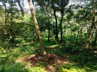 Residential Land for Sale in Kasargod, East eleri, Kamballur, St Alphonsa Church,Kamballur