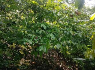 Residential Land for Sale in Kasargod, East eleri, Kamballur, St Alphonsa Church,Kamballur