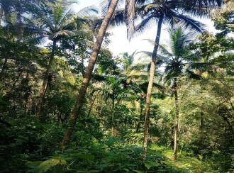 Residential Land for Sale in Kasargod, East eleri, Kamballur, St Alphonsa Church,Kamballur