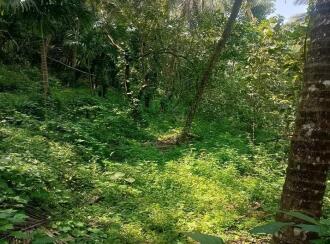 Residential Land for Sale in Kasargod, East eleri, Kamballur, St Alphonsa Church,Kamballur