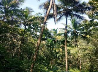 Residential Land for Sale in Kasargod, East eleri, Kamballur, St Alphonsa Church,Kamballur