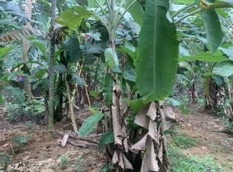 Residential Land for Sale in Ernakulam, Piravom, Piravom, Thottabhagam road