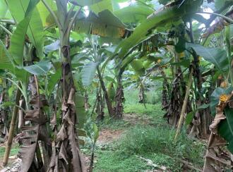 Residential Land for Sale in Ernakulam, Piravom, Piravom, Thottabhagam road