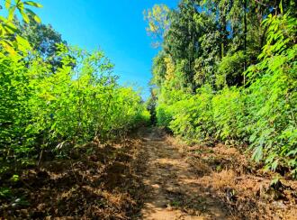 Residential Land for Sale in Ernakulam, Kothamangalam, Pindimana, Kavumpadi