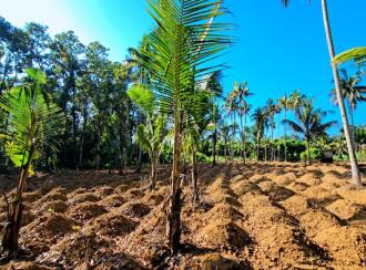 Residential Land for Sale in Ernakulam, Kothamangalam, Pindimana, Kavumpadi