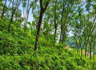 Agricultural Land for Sale in Pathanamthitta, Elavumthitta, Karithotta, Near S N V LP School Ullannoor (Kooduvettickal)