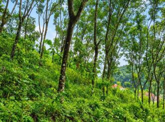 Agricultural Land for Sale in Pathanamthitta, Elavumthitta, Karithotta, Near S N V LP School Ullannoor (Kooduvettickal)