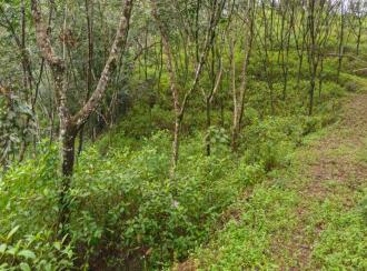 Agricultural Land for Sale in Pathanamthitta, Elavumthitta, Karithotta, Near S N V LP School Ullannoor (Kooduvettickal)