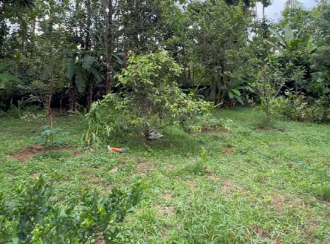 Residential Land for Sale in Thrissur, Chalakudy, Pariyaram, ATHIRAPILLY WATERFALLS ROUTE