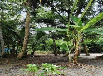 Residential Land for Sale in Alleppey, Cherthala, Cherthala town, 1 kilometer to Sree Narayana hospital
