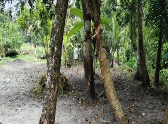 Residential Land for Sale in Alleppey, Cherthala, Cherthala town, 1 kilometer to Sree Narayana hospital