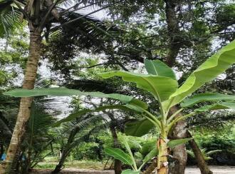 Residential Land for Sale in Alleppey, Cherthala, Cherthala town, 1 kilometer to Sree Narayana hospital