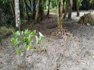 Residential Land for Sale in Alleppey, Cherthala, Cherthala town, 1 kilometer to Sree Narayana hospital