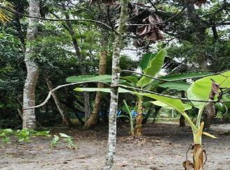 Residential Land for Sale in Alleppey, Cherthala, Cherthala town, 1 kilometer to Sree Narayana hospital