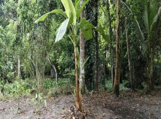 Residential Land for Sale in Alleppey, Cherthala, Cherthala town, 1 kilometer to Sree Narayana hospital