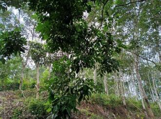 Residential Land for Sale in Pathanamthitta, Ranni, Vadasserikkara, Pallikamurupp