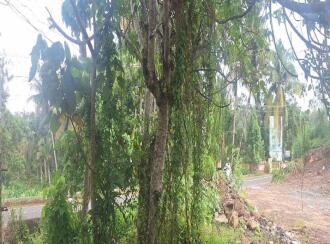 Residential Land for Sale in Kollam, Karunagapally, Thevalakkara, On the Thevalakkara - Sasthamkotta road,