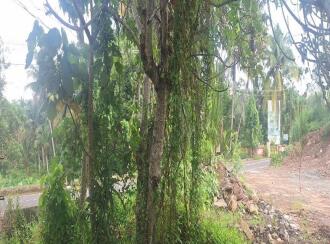 Residential Land for Sale in Kollam, Karunagapally, Thevalakkara, On the Thevalakkara - Sasthamkotta road,
