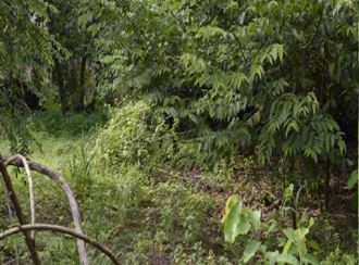 Residential Land for Sale in Malappuram, Perinthalmanna, Perinthalmanna, Sangeetha Perinthalmanna