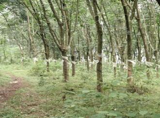 Agricultural Land for Sale in Malappuram, Nilambur, Nilambur, Chokkad