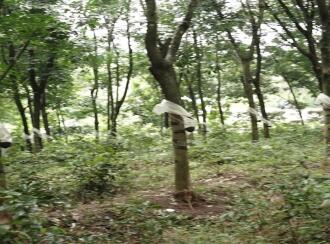 Agricultural Land for Sale in Malappuram, Nilambur, Nilambur, Chokkad