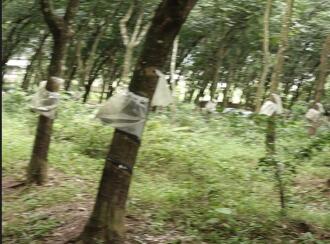 Agricultural Land for Sale in Malappuram, Nilambur, Nilambur, Chokkad